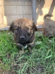 мальчик девочка: Собака даром: Дворняжка, 2 месяца, Самец, С прививкой — 4