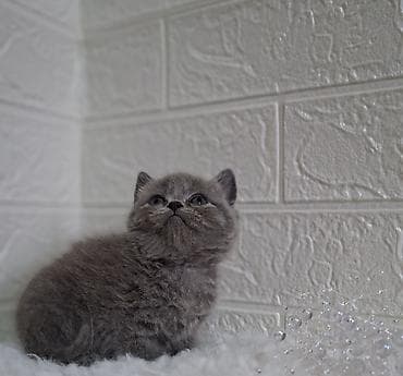 кошка шотланка: Продаётся шотландский котёнок,скоттиш-страйт,окрас -голубой,возраст — 7