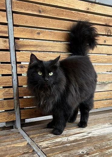 Кошка даром: Беспородная, 7 месяцев, Девочка, Кастрирована, Приучена к лотку, Проглистована