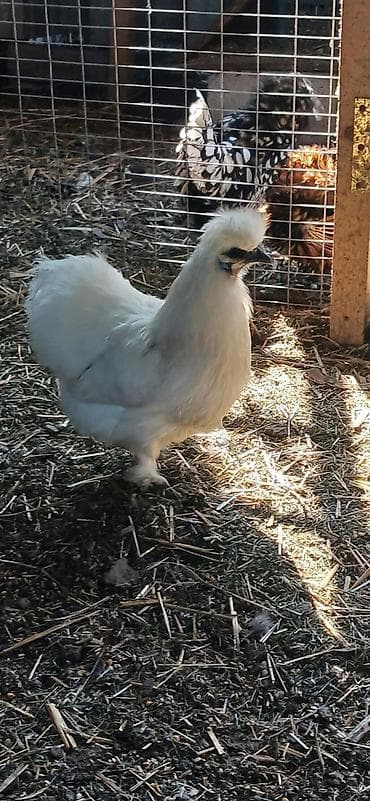 На продажу кур петух шелк