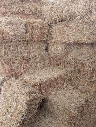 отдам даром собак: Саман, салома — 2