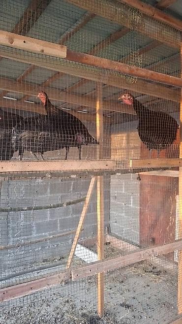 ечки теке: Продаю | Индюк (самец) | Черный принц | На забой — 3