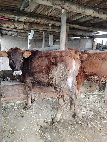 кой сойобуз: Продаю | Музоо, торпок | Полукровка | На откорм | Привязанные — 2