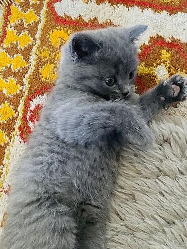 кандек собака: Котята, домашнее выращивание. - Породы/типы: один котёнок однотонный — 3