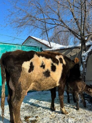 жожо сатам: Сатам | Уй (ургаачы), Музоо | Симментал | Сүт алуу үчүн | Асыл тукумдуу — 8