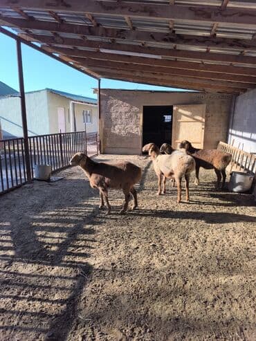 бычок телка: Продаю | Ягненок | Арашан | Для разведения | Ярка — 4