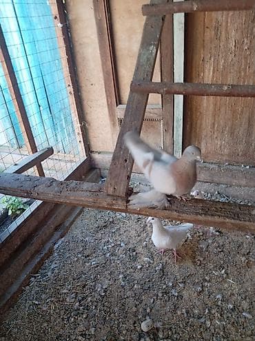 обмен на дакан: ПРОДАЮТСЯ ВМЕСТЕ ДВА САМЦА ГОТОВЫЕ К СПАРИВАНИЮ. ОДИН ТАСМАН, ВТОРОЙ — 5