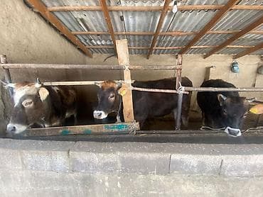 телки швиц: Продаю | Корова (самка) | Для разведения | Нетель — 6