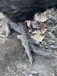 дом кошек: Продаю Куриц 
Порода Джерси гигант шестимесячные 
3 штуки 
Цена 900 — 2