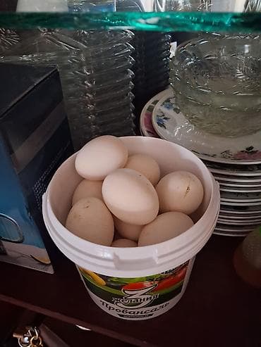 купить карагат: Серебристый сибрайттын жумурткалары сатылат — 2