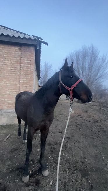 Продаю | Конь (самец) | Полукровка | Конный спорт — 2