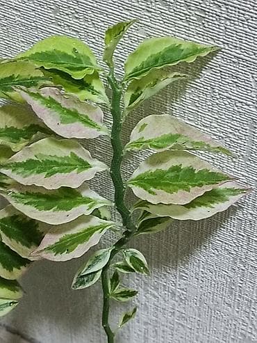 купить пальму комнатную: Пальма хамедорея. Высота растения примерно 25 см. Активно растущие — 4