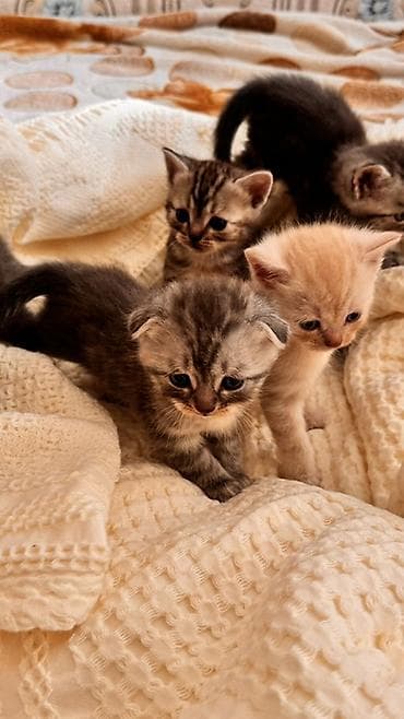 британская кошка цена бишкек: Начинаем бронирование !!!! Шотландские котята скоттиш страйт и — 3