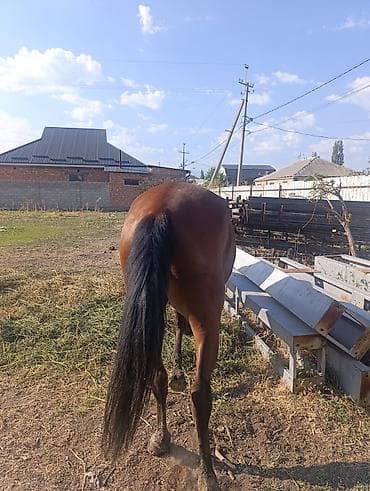 жаныбарлар ат: Сатам | Бээ (ургаачы) | Англиялык | Көбөйтүү үчүн | Асыл тукумдуу — 9