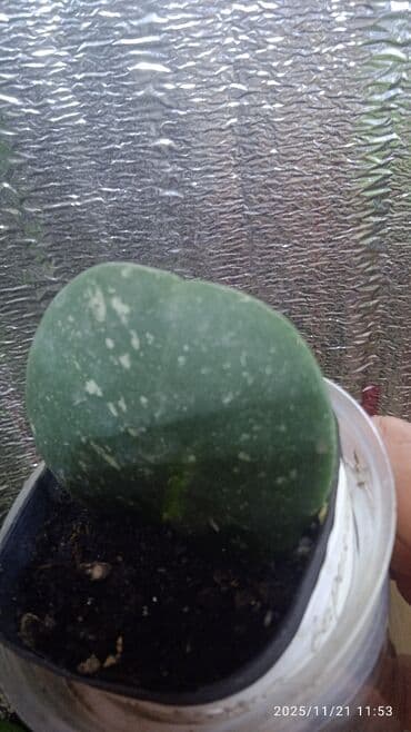 монстера с белыми листьями купить: Коллекционные хоии (Hoya) – несколько разновидностей в горшках и — 10