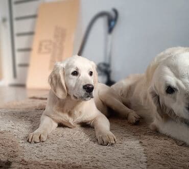 Услуги ветеринара: Щенок золотистого ретривера — светло‑кремовый окрас, густая мягкая — 2