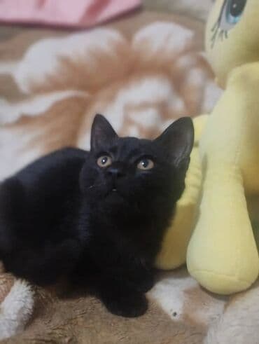 стерилизовать кота: 4 месяца, Девочка, Проглистована — 13