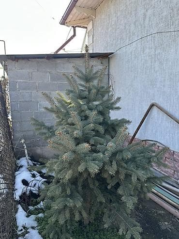 Садовая мебель: Саженцы деревьев: Ели — 6