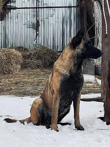 Ветеринар кызматы: Бельгия овчаркасы, 3 айлык, Ургаачы, Ит тегин тастыктоочу документ — 7