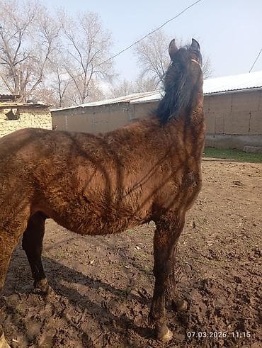 Айыл-чарба жаныбарлары: Сатам | Тай | Көбөйтүү үчүн | Асыл тукумдуу — 3