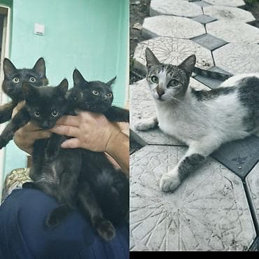 🐾 Ищут любящий дом 4 замечательных котика! 🏡❤️ Отдаются в добрые и at lalafo.kg 🐾 Ищут любящий дом 4 замечательных котика! 🏡❤️ Отдаются в добрые и