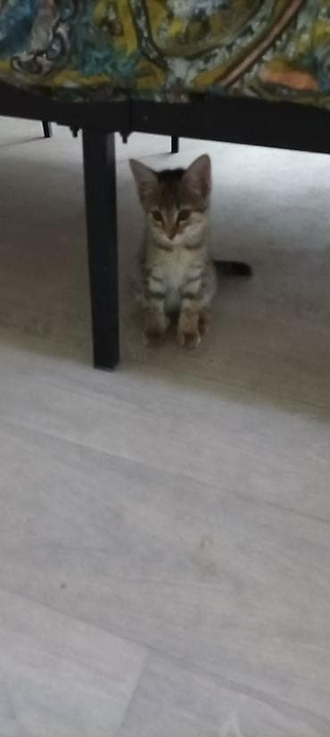 scottish fold: Девочка цветная и мальчик биколор 2,5 месяца,воспитанные,приучены к — 2