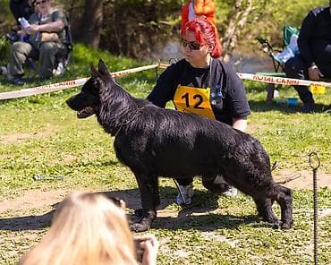 сколько стоят немецкие овчарки щенки: Вязка: Немецкая овчарка, Самец, 3 года, С родословной — 9