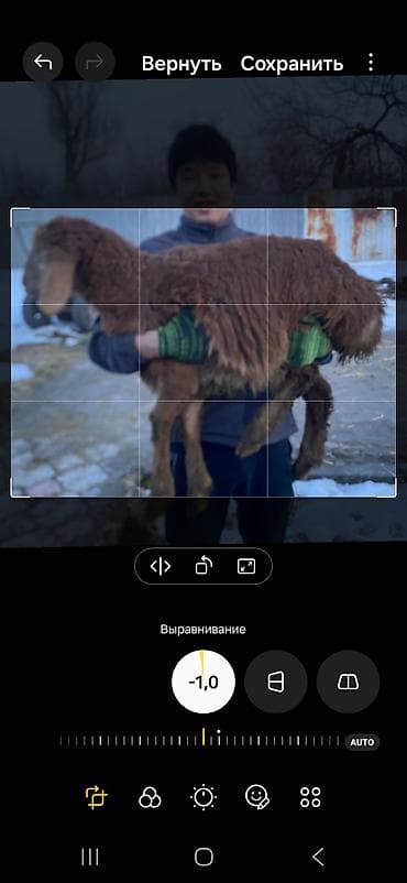 абакан лошадь: Продаю | Ягненок | Арашан | Для разведения — 1