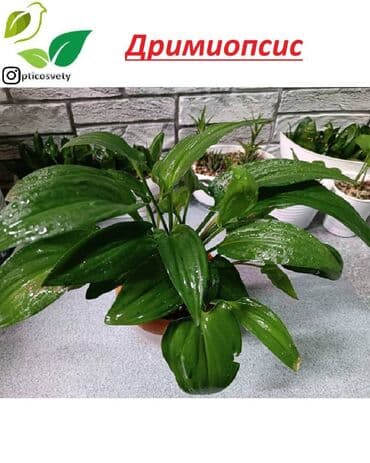 цветы оптом для бизнеса бишкек: Продаю комнатные цветы в ассортименте: Дримиопсис. Маранта Мостера — 7