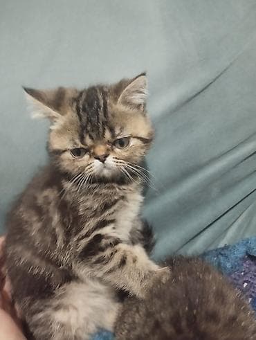 абиссинские котята: Экзотическая, 3 месяца, Девочка, Приучена к лотку — 3
