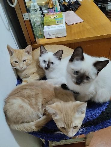 d cat: Отдам в очень добрые руки. Котята спасённые. ждут своих любящих — 1