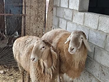 клевер белый: Продаю | Овца (самка) | Для разведения | Матка — 1