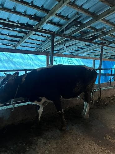 Продаю | Корова (самка) | Полукровка