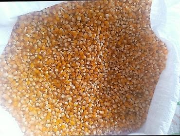 кукуруза куплю: Кукуруза для поп корм — 1