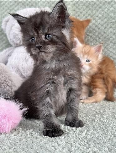 мейн кун рыжий цена: Породистые котята мейн-кун. - Окрас: дымчатый/чёрный дым (на фото — — 2