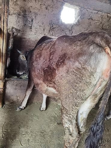 стельная: Продаю | Корова (самка) | Полукровка | Для молока | После отела — 4