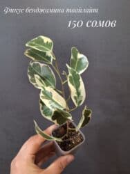 живые растения в аквариум купить: Комнатные растения, цветы (молодые растения, взрослые экземпляры). Не — 3