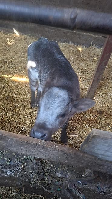 Товары и оборудование для с/х животных: Продаю | Музоо, торпок | На откорм — 2