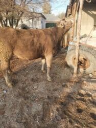 высокоудойные коровы: Продаю | Корова (самка) | Швицкая | Для разведения | Нетель — 7
