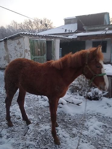 продам жеребенка: Продаю | Кобыла (самка) | Рабочий — 2