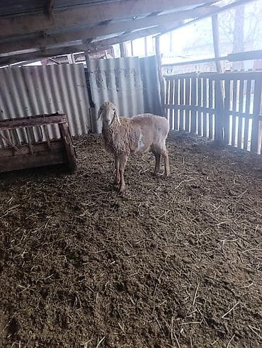 шведская корова: Продаю | Овца (самка) | На забой | Матка — 6