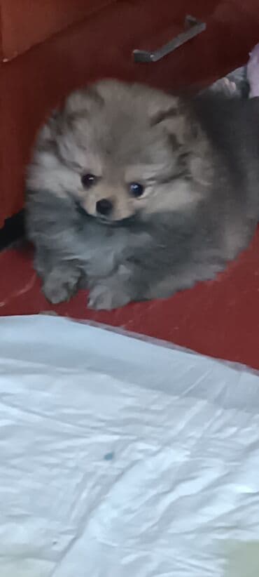 карликовый померанский шпиц цена: Шпиц, 2 месяца, Самец — 7