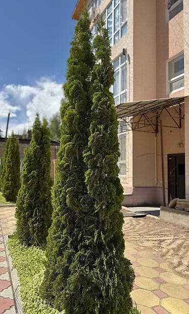 3х этажный: 3 комнаты, 48 м², Индивидуалка, 3 этаж — 8