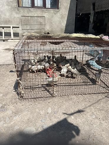 яйцо брамо: Продаю | Цыплята | Для разведения — 2