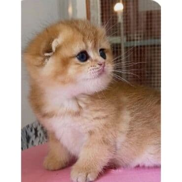 Открыта бронь на британцев (Scottish Fold) - Окрас: тёплый золотой
