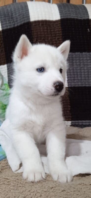 где можно купить немецкую овчарку: Хаски, 1 месяц, Самец — 1