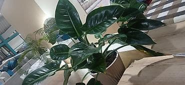 Филодендрон ( IMPERIAL GREEN) крупными глянцевыми листьями в