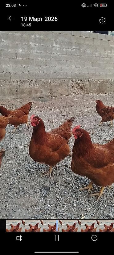 дробилка для винограда: Продаю | Куры | Род-Айленд | Несушки — 2