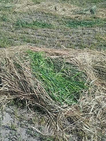 полуфабрикат: Ассалям алейкум,подпокровный беде люцерна менен себилген баш алган — 4