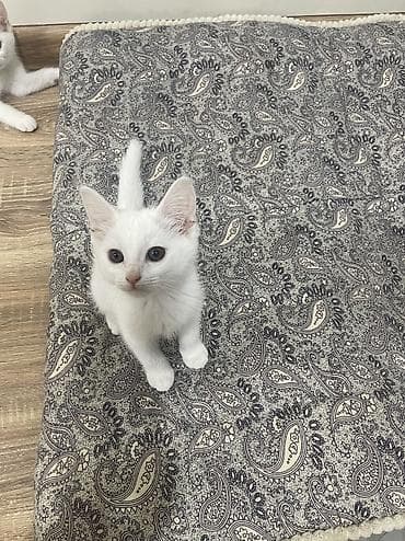 ак коён: Мышык бекер берилет: Ангор, 2 айлык, Эркек, Лотокко барууга үйрөтүлгөн — 4